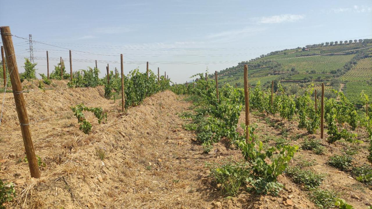 Quinta Dos Padrinhos - Suites In The Heart Of The Douro Lamego Eksteriør bilde