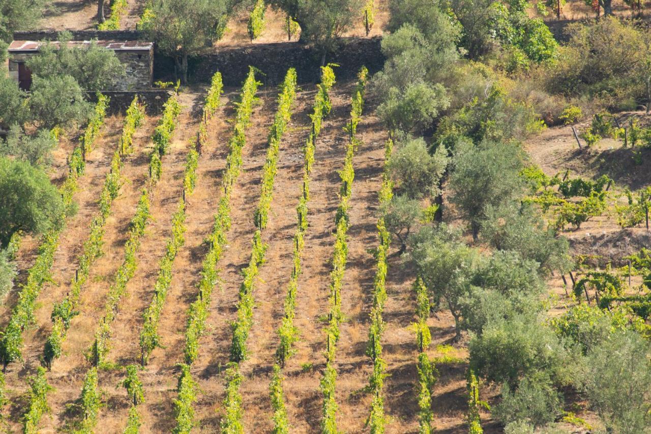 Quinta Dos Padrinhos - Suites In The Heart Of The Douro Lamego Eksteriør bilde